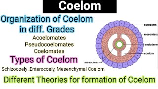 CoelomOrganization of coelom in diff gradesTypes of CoelomEvolutionTheoriesformation of coelom [upl. by Shayn]