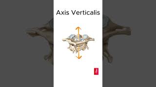 Articulatio atlantoaxialis mediana anatomi anatomist anatomy neuroanatomy nöroanatomi cranium [upl. by Assilaj]