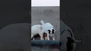 Our New Baby Goats🐐🐂 love daliyvlg sunsetting foryou cowvideos goat [upl. by Heise]