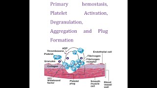 Primary Hemostasis Part 3 Platelets Activation Degranulation Aggregation and Plug Formation [upl. by Nauqan]