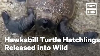 Endangered Hawksbill Turtle Hatchlings Released  NowThis [upl. by Sorazal4]