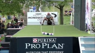 Fetch It 1st Place  2015 Incredible Dog Challenge National Finals Gray Summit MO [upl. by Tinor]