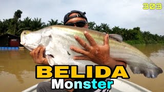 Umpan Udang Galah Membuka Selera Ikan BELIDA MONSTER LUAR BIASA [upl. by Dukey]