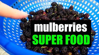 Health Benefits of Mulberries [upl. by Crespi]