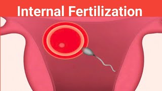 Internal Fertilization biologywalesirinternal fertilization male female gamete sperm egg [upl. by Eserrehs]