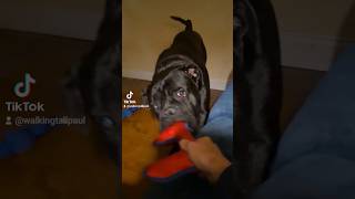 Giant Cane Corso Italian Mastiff v man [upl. by Carlock]