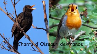 CHANTS dOISEAUX de FRANCE 30 chants [upl. by Youngman]