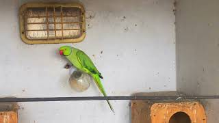 ringneck parrot talking 1582024 Please subscribe 10000k [upl. by Hunfredo]