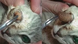 Xtreme Botfly Infestation in This Cat’s Fur 🐱 [upl. by Ahsela939]