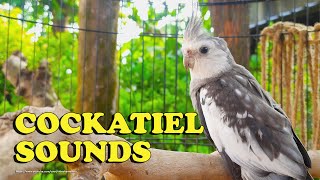 Cockatiel Sounds  Nono The Male WhiteFaced Cockatiel [upl. by Siednarb47]