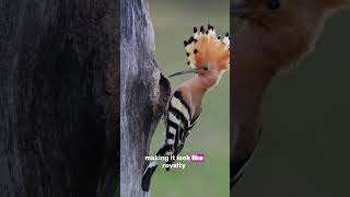 Stop Scrolling The Hoopoe’s Secret Crown Will Blow Your Mind 👑🐦 [upl. by Rowley623]