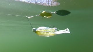 Willow Blade Spinnerbaits  What Your Lures Look Like Underwater [upl. by Tricia]