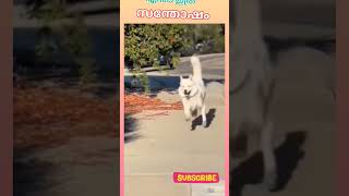 Dancing dog dance doglover pets [upl. by Hairym]