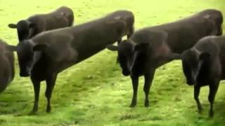 cow dance in nepali song [upl. by Sandler]