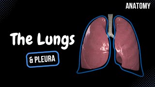 Lungs Function Parts Pleura amp Recesses  Anatomy [upl. by Faso]