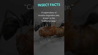 Argentine ants  Insects  shorts facts insects ants [upl. by Julia]