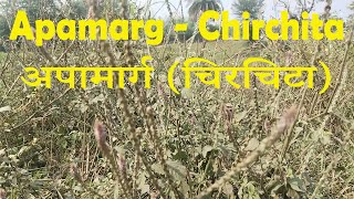 Apamarga chichitta plant अपामार्ग चिरचिटा लटजीरा चिरचिरा ayurveda piles toothpain migraine [upl. by Lisabet]