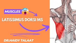 latissimus dorsi ms [upl. by Meggie]