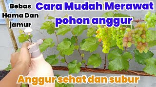 Cara Mudah Merawat Pohon anggur Bebas Hama Dan Jamur [upl. by Barby]