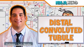 Renal  Distal Convoluted Tubule [upl. by Oralla]