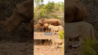 León vs rinoceronte 🦏🦁 animales animalsalvaje animals mundoanimal wildlife datoscuriosos lion [upl. by Bina]