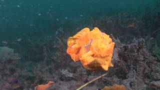 Crazy Animal Attack  Giant frogfish bites off more than it can chew HD [upl. by Oskar]