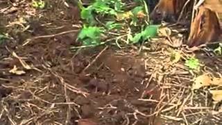 Intercropping banana with beans using zero tillage [upl. by Artema]