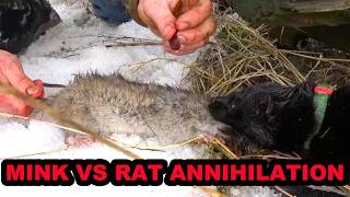 Mink and Dogs Destroy 80 Rats [upl. by Tristan467]