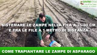 Come Trapiantare le Zampe di Asparago [upl. by Erlandson212]