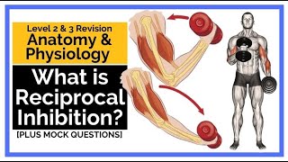 What is Reciprocal Inhibition [upl. by Keffer]