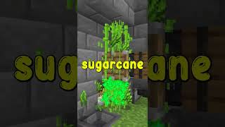 sugarcane farm short [upl. by Marcin847]