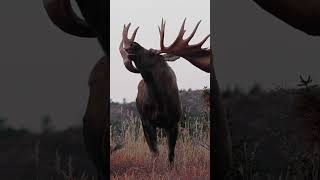 That a bullmoose [upl. by Kimberlee]