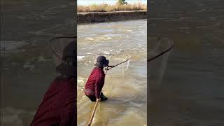 Free Life KH Real Life 100 Net Fishing In River At The CountrysideEpisode 247 [upl. by Dnomal488]