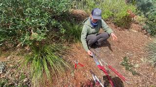 Pruning a Fruitless Olive in the Landscape [upl. by Tansy422]