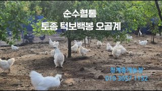 순수혈통 토종 턱보백봉 오골계 청계 종계농장20241123 [upl. by Lartnom]