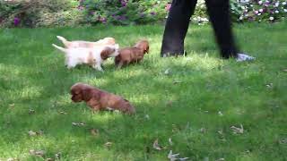 Cavalier King Charles Spaniel Puppies For Sale [upl. by Eicirtap]