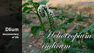 Indian heliotrope Heliotropium indicum  part 4 [upl. by Raasch]