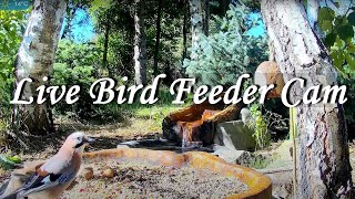 Live Bird Feeder Cam  Forest Nook  Poland Zywiec [upl. by Tina]