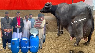 PDFA Live Milking 29655 Kg Milk Record Jan 2023 Haji Shaukat Doggar of Multan [upl. by Barolet]