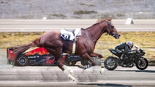 Top 10 Fastest Horse Breeds in the World [upl. by Atinrehs]