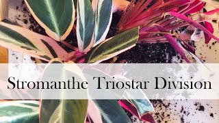 Addys Stromanthe Triostar Propagation [upl. by Kary]