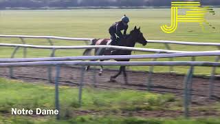 Newmarket Gallops 270724  Julia Feilden Racing [upl. by Auehsoj]