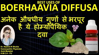 Boerhavia Diffusa Q पुनर्नवा होम्योपैथिक मेडिसिन शरीर को नया जीवन देने वाली विश्वसनीय दवा [upl. by Enaxor320]