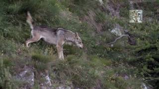 Lupo contro cinghiale ocinghiale contro lupo canis lupus italicus  sus scrofa [upl. by Morganica]