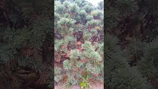 Pinus parviflora plant melodybacanto6572 [upl. by Ume737]