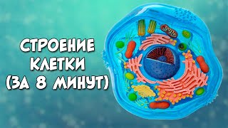 Строение клетки за 8 минут даже меньше [upl. by Htebzile]