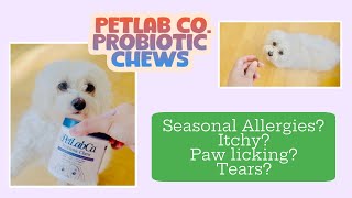 Trying PetLab Co’s Probiotic chews for my Itchy Paw licking Dog – 30 Day Dog Owner Review [upl. by Tiphany]