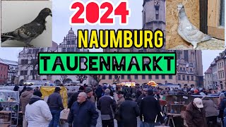 2024 Naumburg Taubenmarkt Almanya Güvercin pazarıaksoyfiloelvanguvercinleri [upl. by Rempe16]