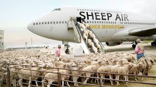 MUST SEE  Amazing Sheep Farming  Modern Shearing [upl. by Anelej]