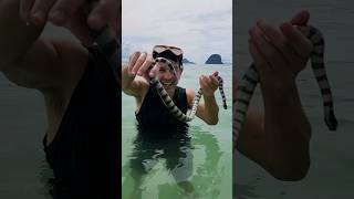 Venomous Sea Snakes Sea Kraits shorts animals [upl. by Tavia95]